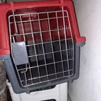 سگ پاکوتا نژاد فیندو نر همراه با باکس فی ۳ تومن|سگ|اردبیل, |دیوار