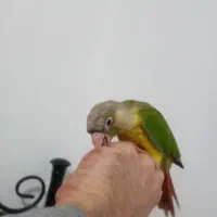 طوطی گرینچیک|پرنده|رشت, کوی فکوری|دیوار