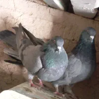 کبوتر|پرنده|بروجن, |دیوار