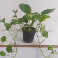 گل های آپارتمانی