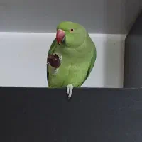 طوطی ملنگو مولد طوطی عروس دستی