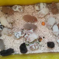 جزیره همستر سوری و کمپل یا مینیاتوری (پرورش دهنده)