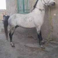 اسب با اصالت نریان کرد