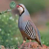 بلدرچین کوهی نر