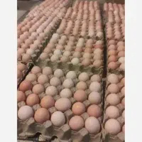 تخم مرغ محلی و نطفه دار ارزانتر از همه جا