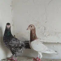 کبوتر نرماده سار|پرنده|گنبد کاووس, |دیوار