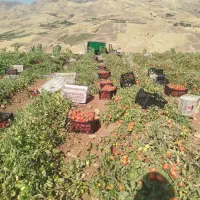 سرکارگر کشاورزی