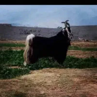 بره نر و کهره|حیوانات مزرعه|شیراز, ارم|دیوار