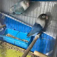 دو جفت کوتوله نژاد دار با تخم و جوجه