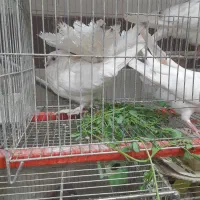 کبوتر دم چتری خشکل