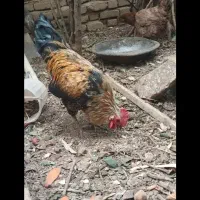 خروس...|حیوانات مزرعه|بروجرد, |دیوار