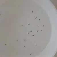 بچه گوپی