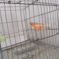 قناری رد فاکتور