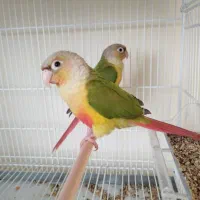 جفت گیرینچک|پرنده|شهریار, شهریار|دیوار