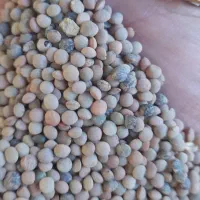 لوبیا تنظیم بازار|خوردنی و آشامیدنی|هرسین, |دیوار