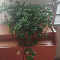 گل و گیاه|گل و گیاه طبیعی|نیشابور, دارایی|دیوار