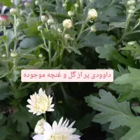 گیاه قاشقی|گل و گیاه طبیعی|مراغه, |دیوار