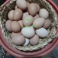 تخم مرغ گلپایگان محلی  اورگانیک وخوشمزه