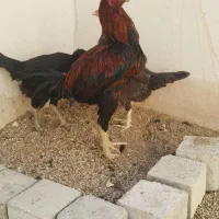 خروس لاری افغان