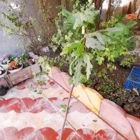 نهال انجیر|گل و گیاه طبیعی|کازرون, |دیوار