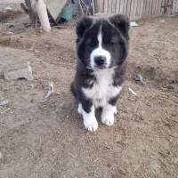 توله الابای نر