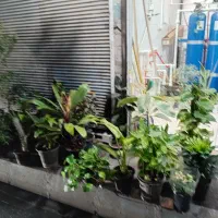 گل گیاه کامپکت انتریومب  گلدان|گل و گیاه طبیعی|قدس, شهر‌قدس|دیوار