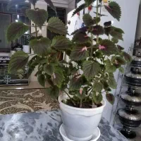 گل طبیعی