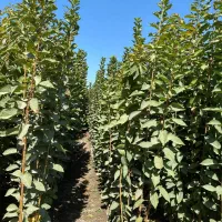 نهال های با کیفیت و اصلاح شده|خدمات باغبانی و درختکاری|همدان, |دیوار