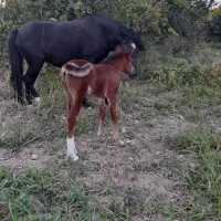 مادیون باکره فروشی|اسب و تجهیزات اسب‌سواری|چاپشلو, |دیوار