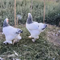 مرغ برهما