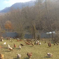 فروش مرغ تخم گذار