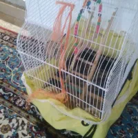 فروش عروس هلندی