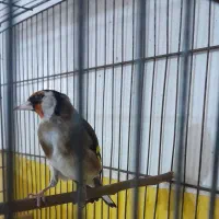 سیره|پرنده|دورود, |دیوار