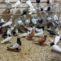 کفتر|پرنده|قم, کلهری|دیوار