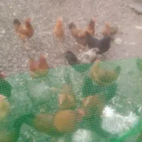 محلی وارگانیک