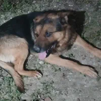 سگ نژاددار هاسکی