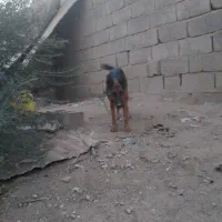 سگ فروشی|سگ|ایرانشهر, |دیوار