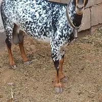 بز صلاله وبزغاله نر سانن