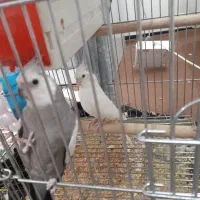 جفت عروس هلندی مولد