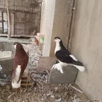 کبوتر شهری|پرنده|بندر کنگان, |دیوار