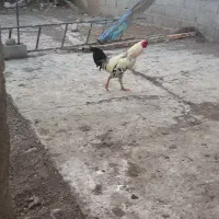 مرغ و تخم مرغ محلی اردک اسرائیلی