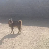 کهره نر|حیوانات مزرعه|داراب, |دیوار