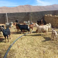 بزداشتی جوان وکهره نروماده برای قصابی|حیوانات مزرعه|ارژن, |دیوار