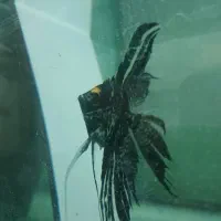 بچه انجل بکبند الی دوبندی