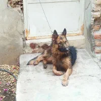 سگ ژرمن شپرد شولاین