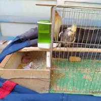 فروش عروس هلندی|پرنده|امیدیه, |دیوار