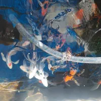 ماهی کوی نژاد دار|ماهی|قم, حاج خلیل|دیوار