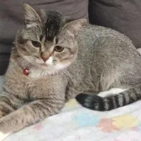 گربه بریتش نر  ۱  ساله