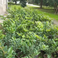 یاس هلندی ، شمشاد توپی و شمشاد طلایی