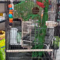 قفس کارشده جنگلی بهشت قفس ملنگو طوطی عروس|لوازم جانبی حیوانات|گلستان (تهران), |دیوار
